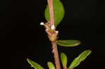 Lowland rotala